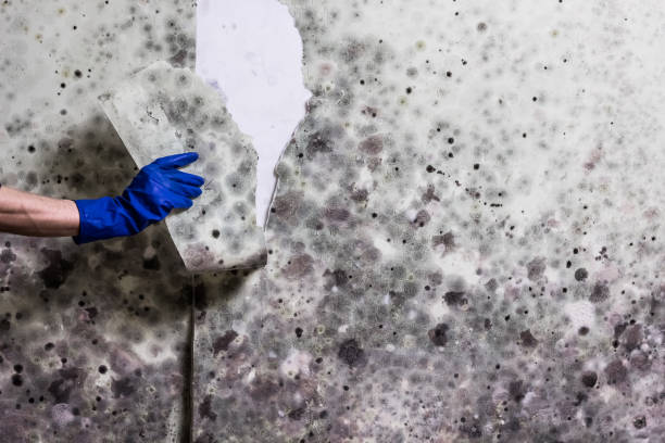 Best Insurance-Related Mold Remediation in East Gaffney, SC